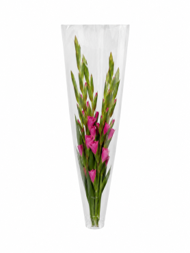 Hzn 68x24x16cm OPP35 transparant LG