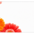 Bloemenkaart 10x5cm Gerbera