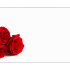 Bloemenkaart 10x5cm Roos
