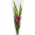 Hzn 78x24x16cm OPP35 transparant LG